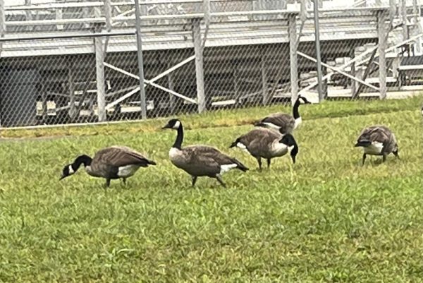 Osbourn, Home of the Eagles... and Geese?