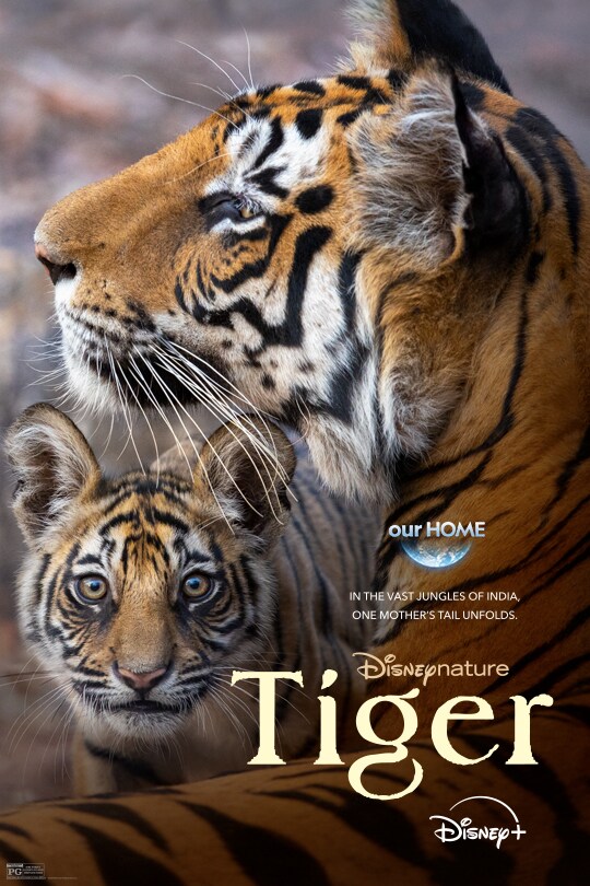 DisneyNature's Tigers vs. Tigers on the Rise